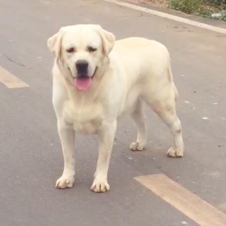 石头🐶拉布拉多🐶犬舍