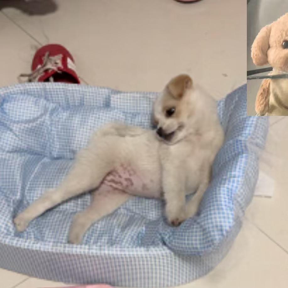开心的哈基米