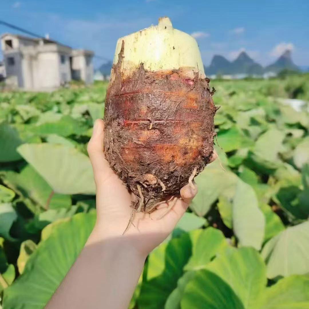 良子好物
