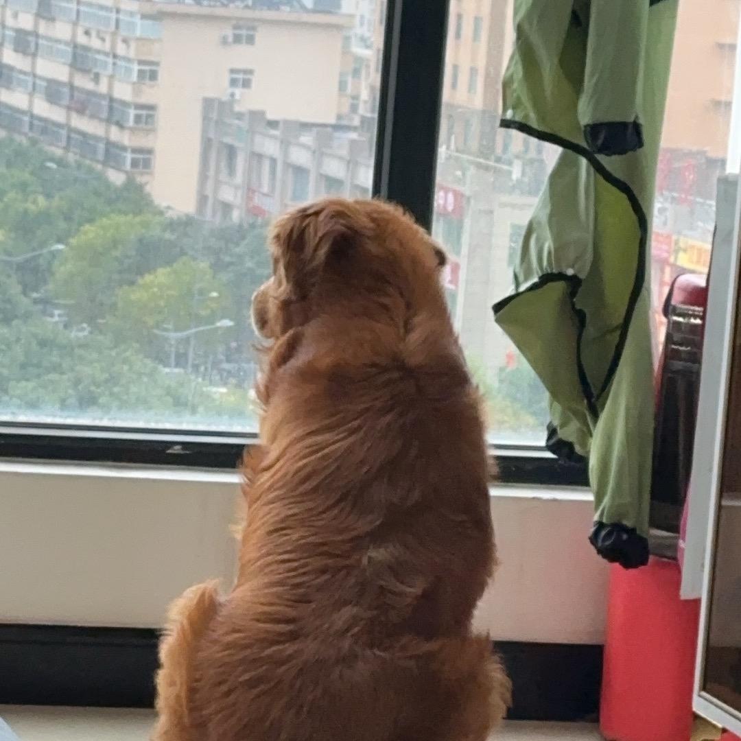 超级大肥狗