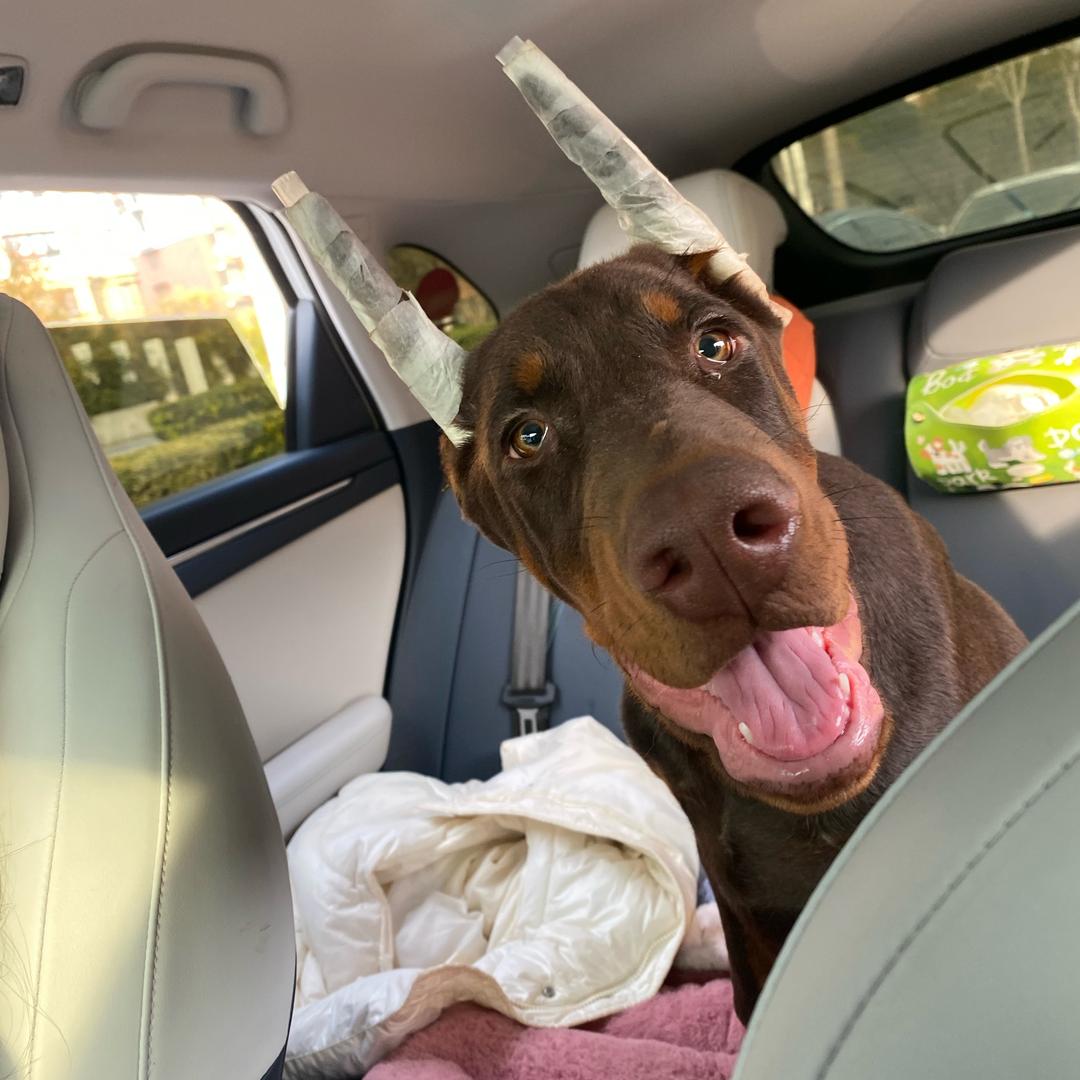 闪电⚡️小杜宾（佛系出小猫）