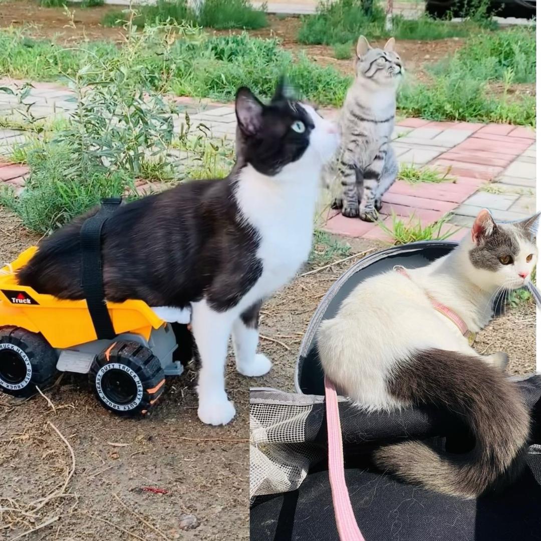 小院猫🐾