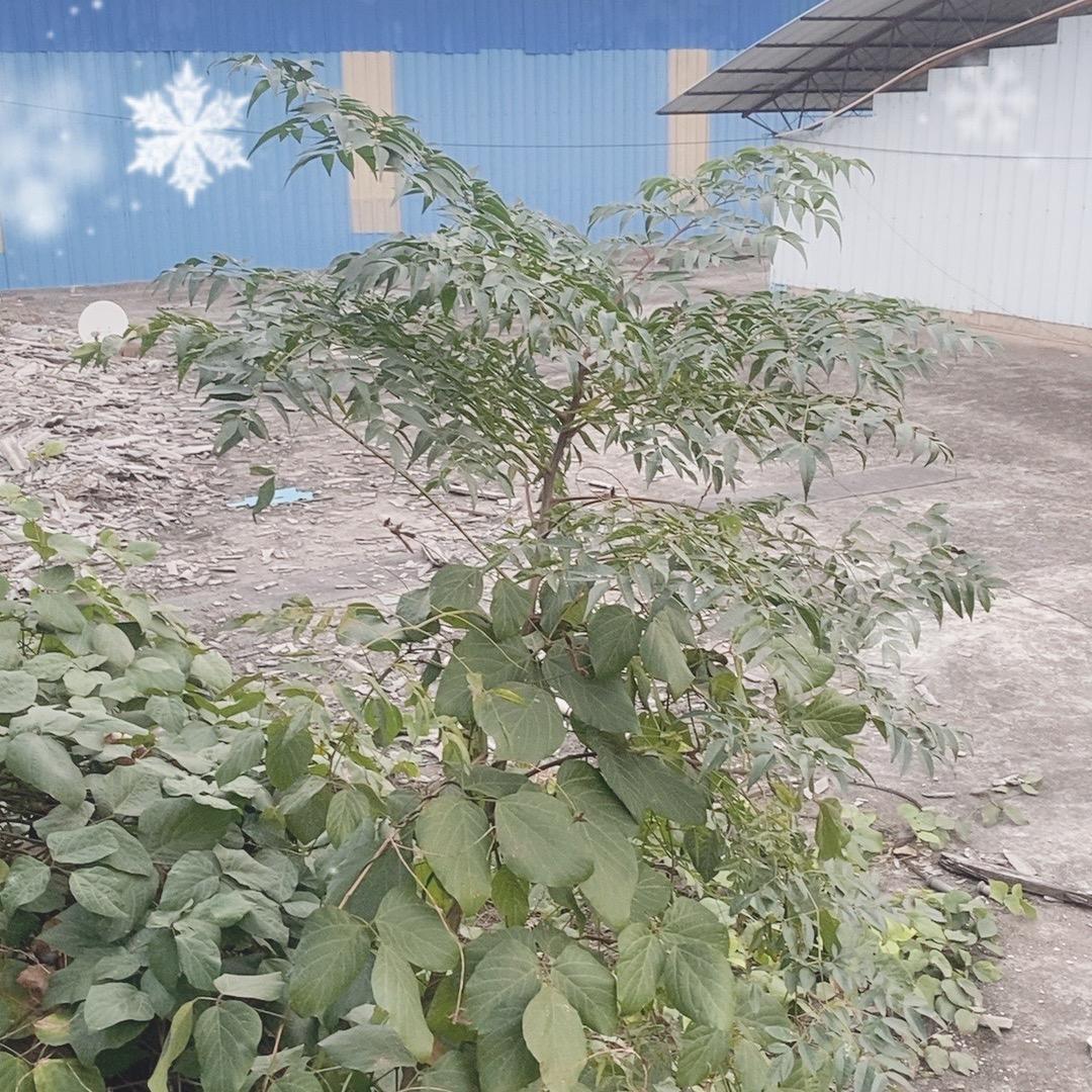 用户183662904Apple