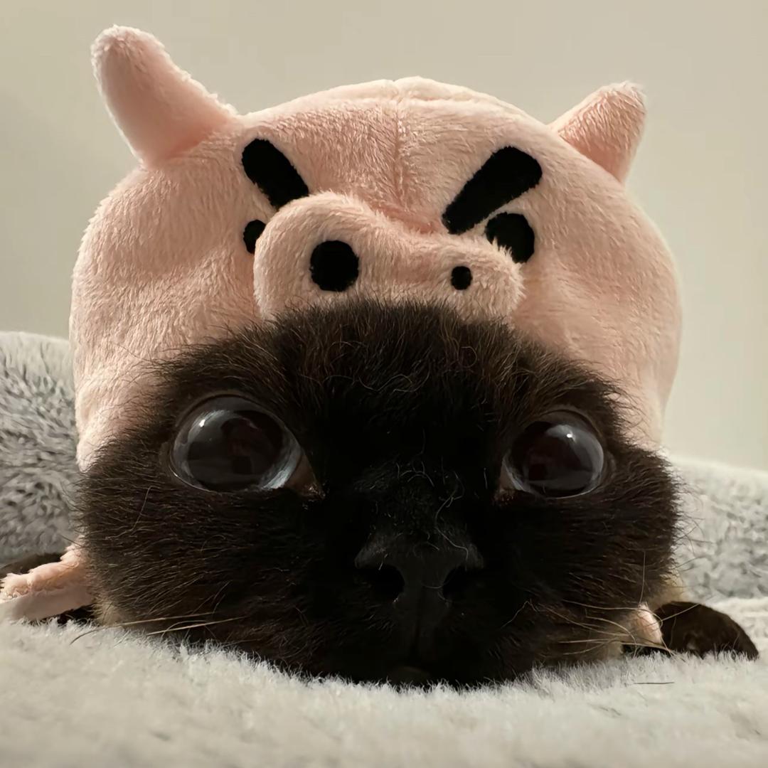 我睡觉的时候不困