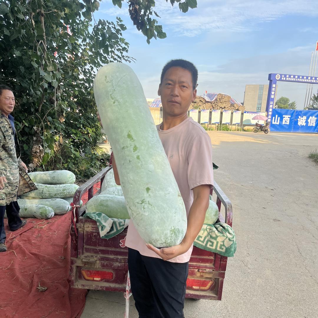 广硕蔬菜
