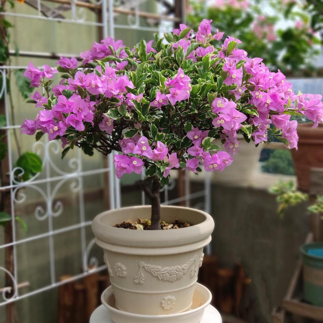 花卜卉三角梅