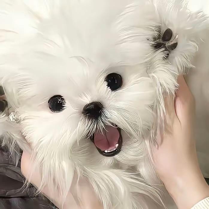 牧牧宠物