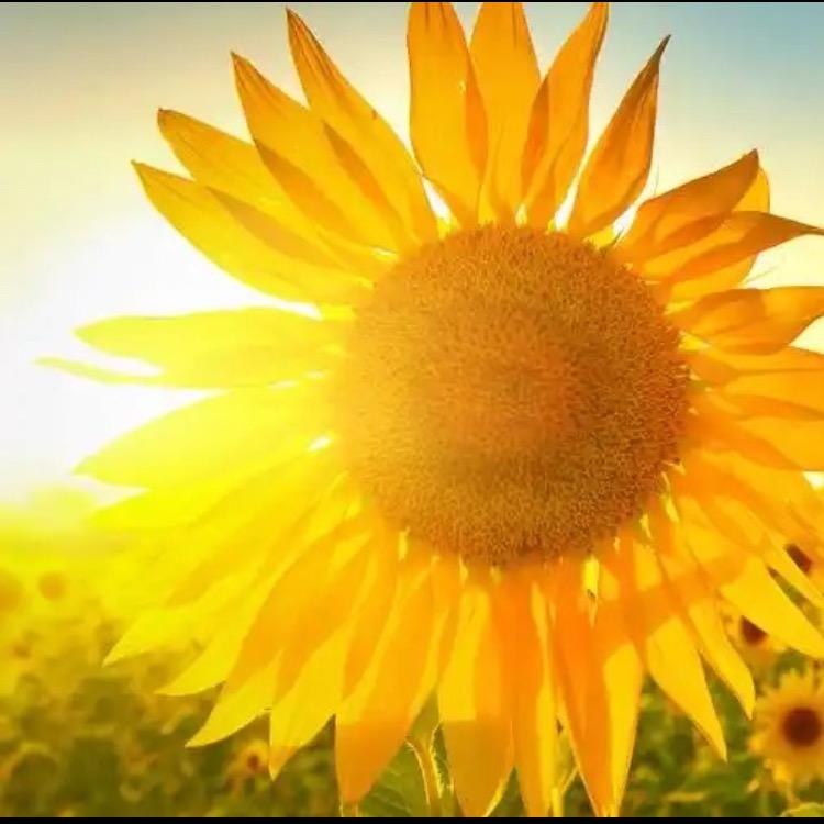 阳光🌻