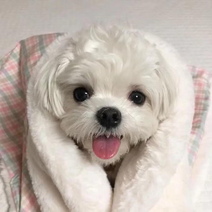 🥺H