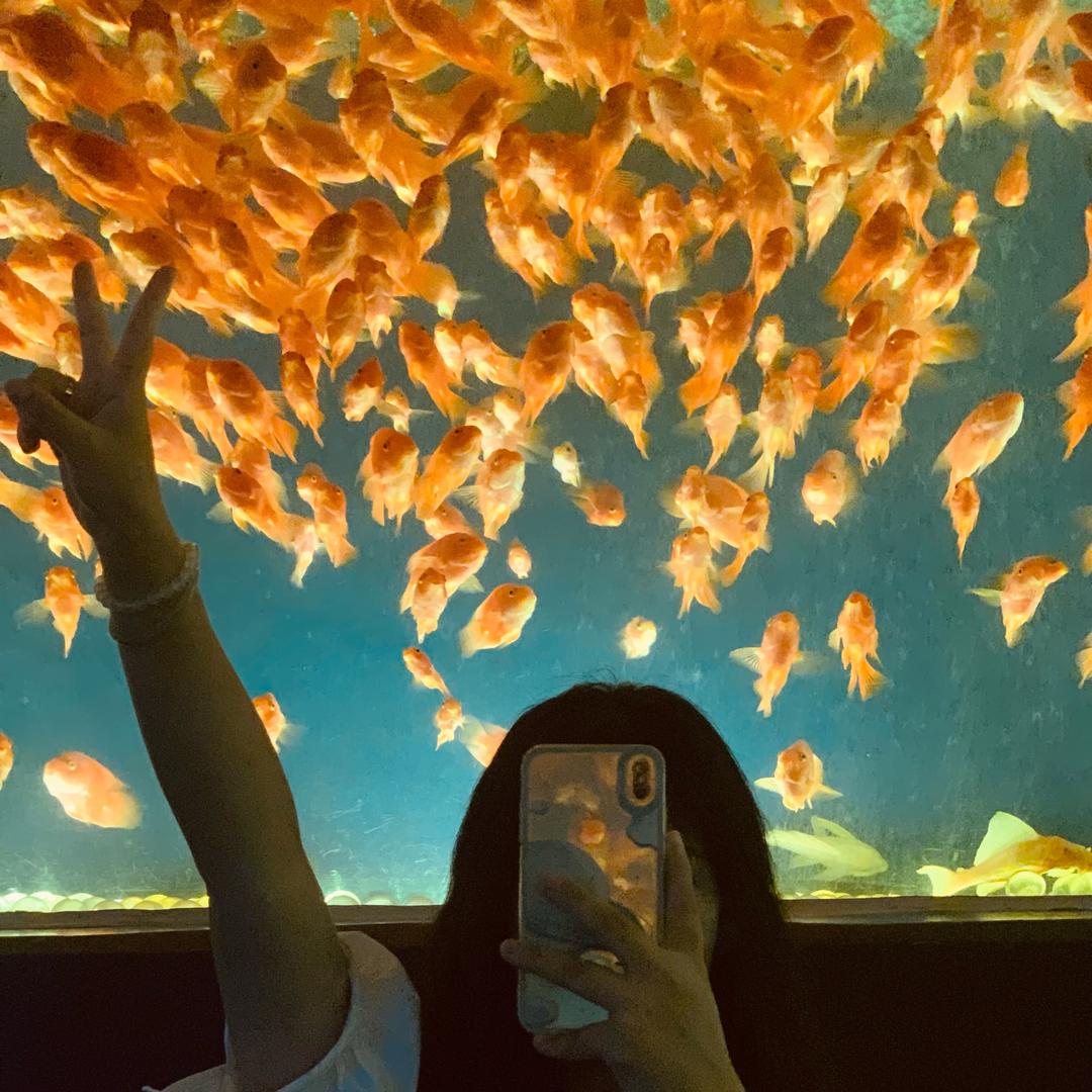 开心马（黄大闪闪切片）