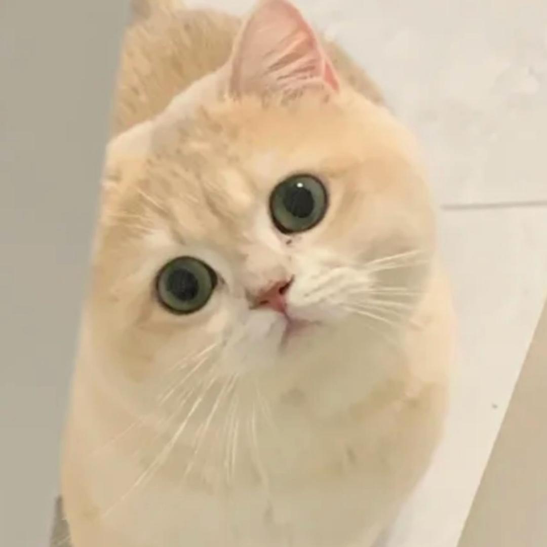 洋洋爱睡觉