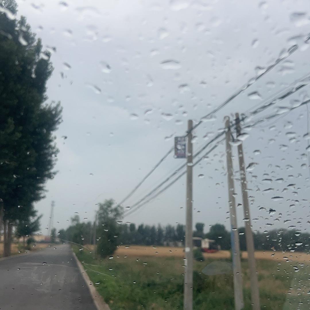 玉米秸秆黄储源头批发