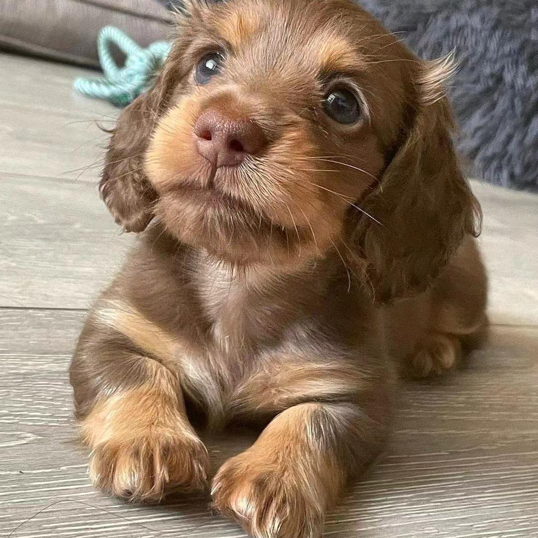 明天请叫我飞博士