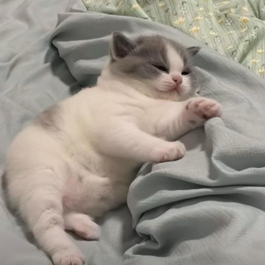 火龙果