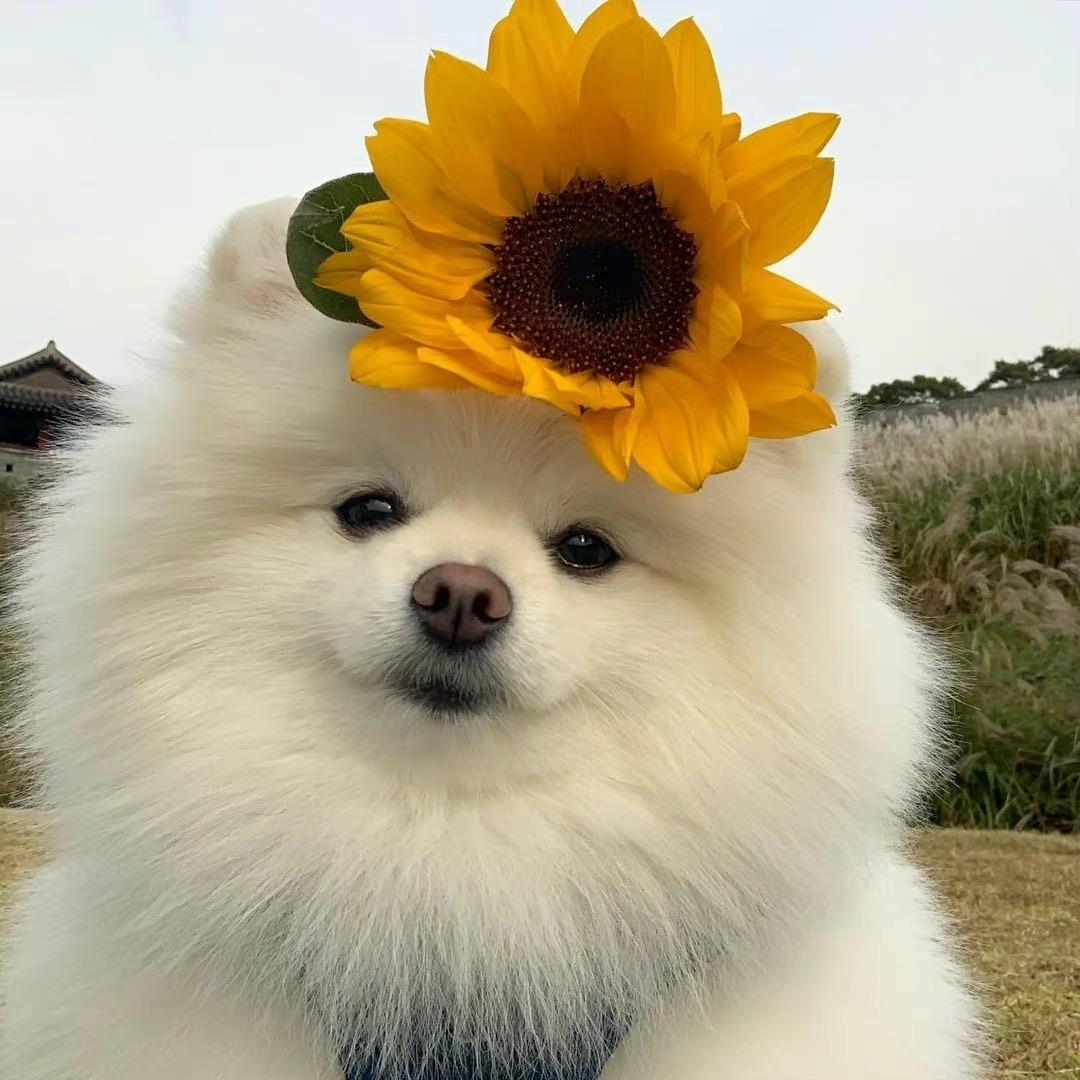 青禾