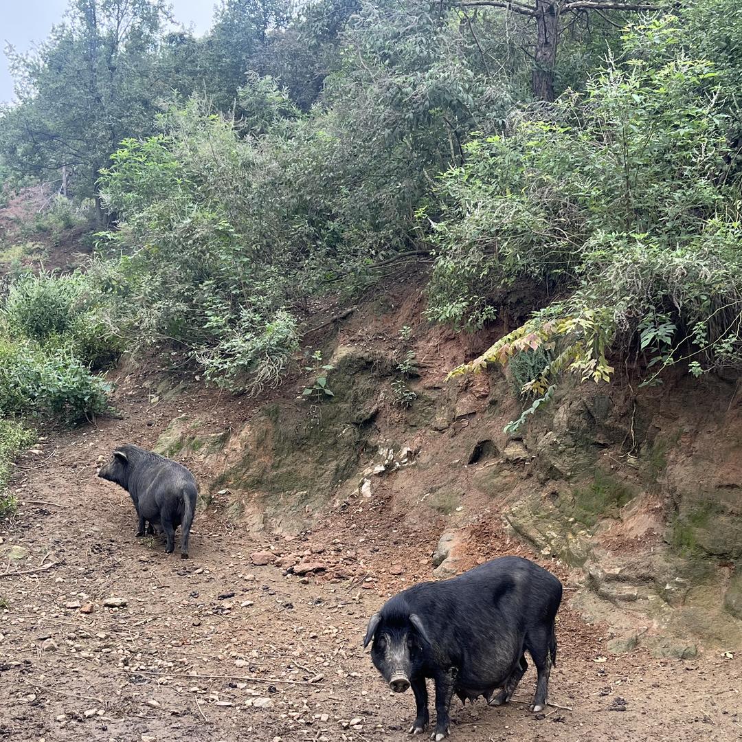 大别山姐妹土猪肉