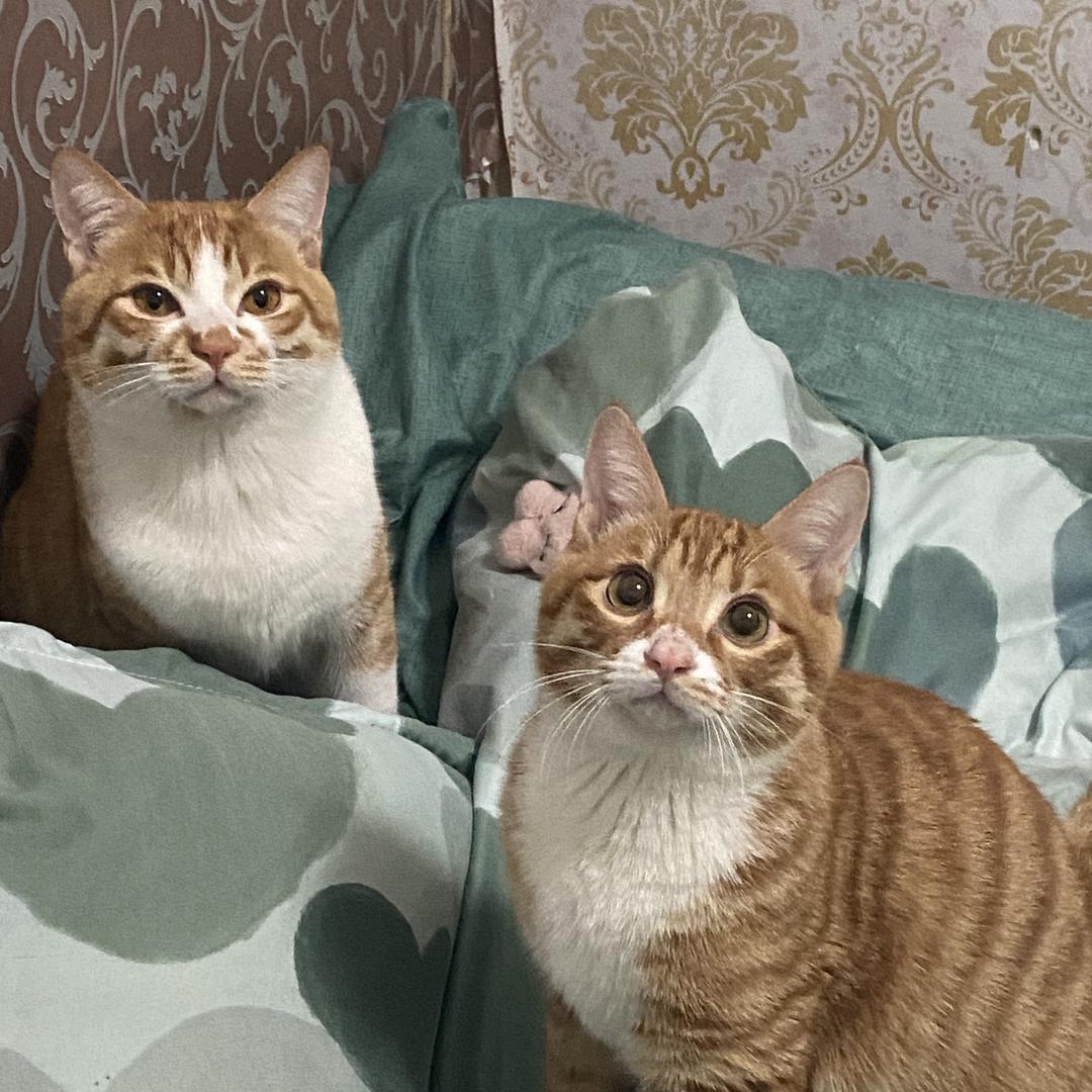 秋秋听不见猫叫