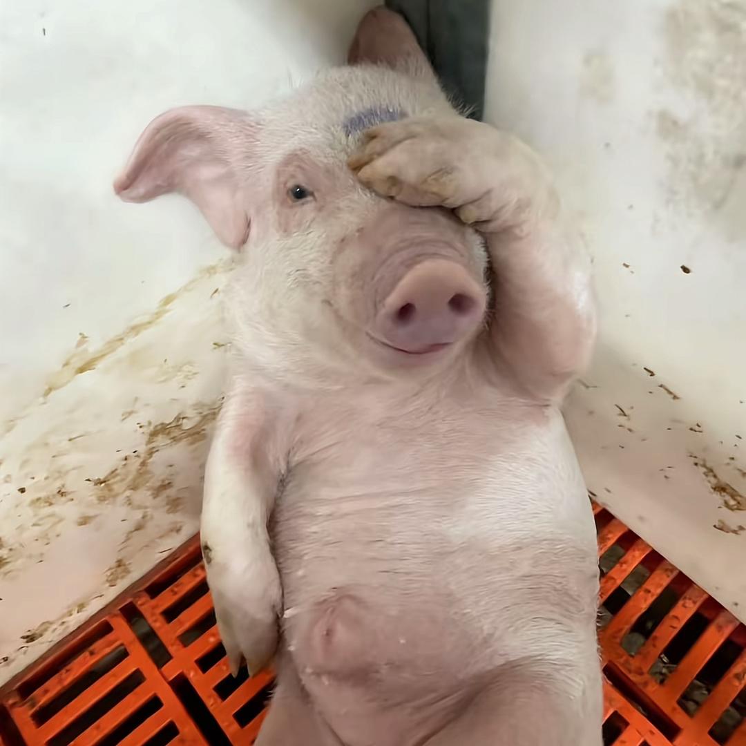 鱼饼