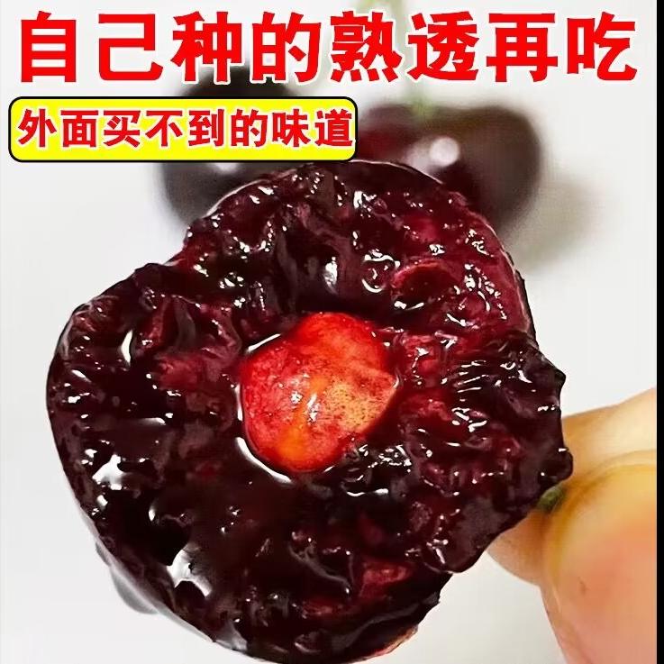 禾艺果树苗木专营店禾