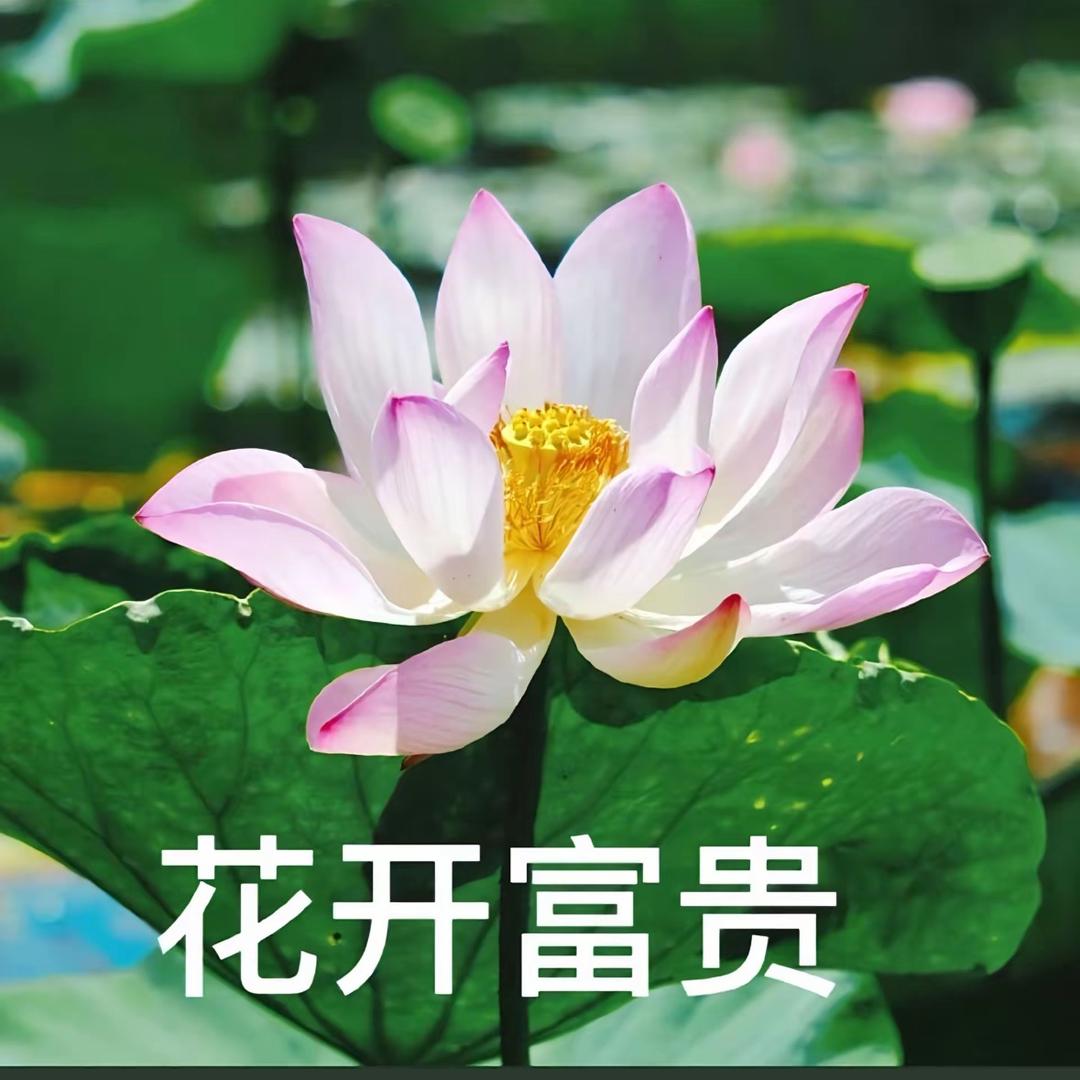 花开富贵.
