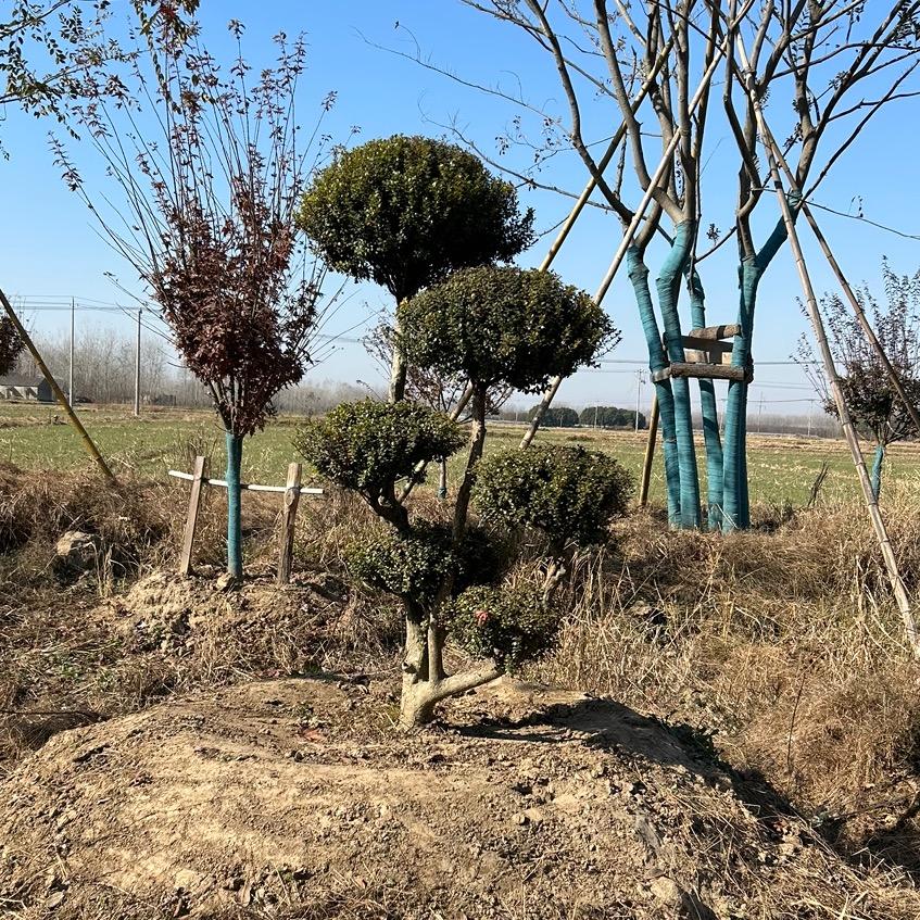 植树人