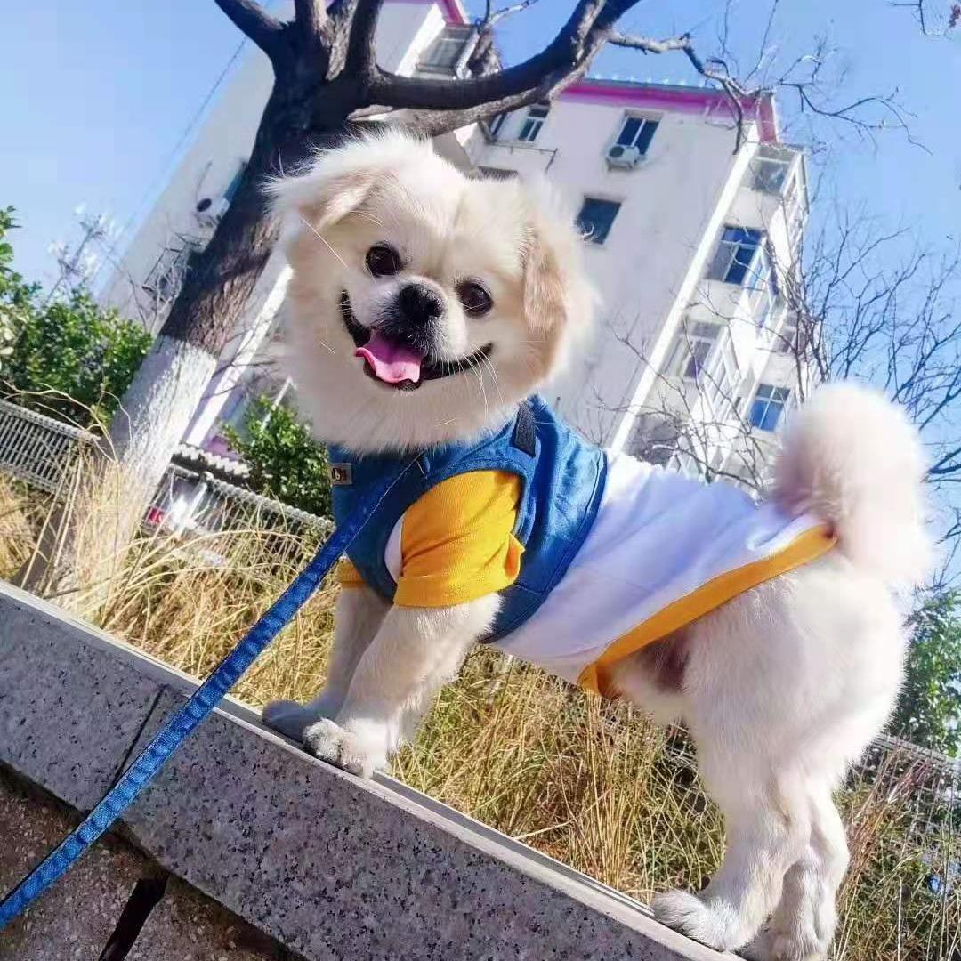 【小先生】