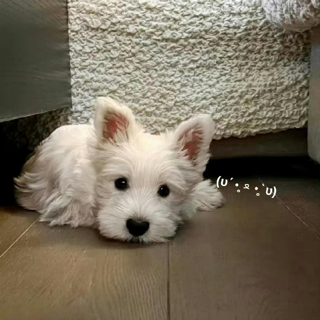 kimi