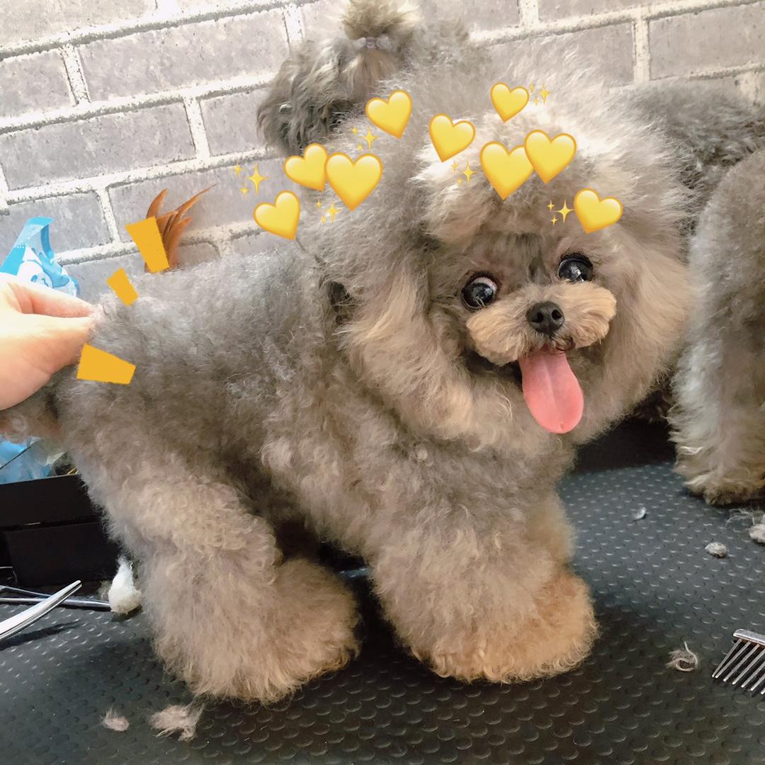 艺宠！王涛