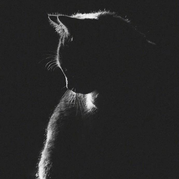 猫•影