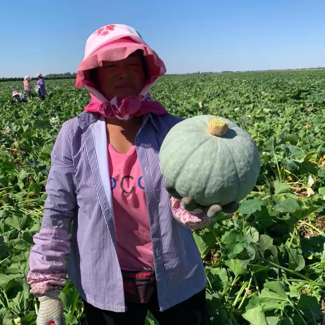 西域南瓜哥的小号