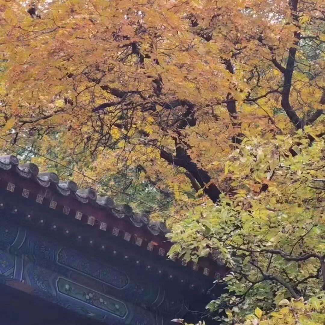 子承观籽钕