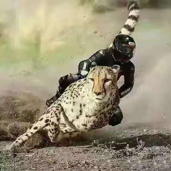 南川小刚车行 本田 奔达 维多利亚 高金