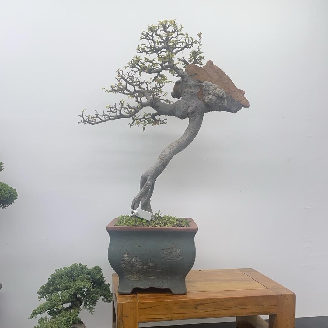方圆盆景