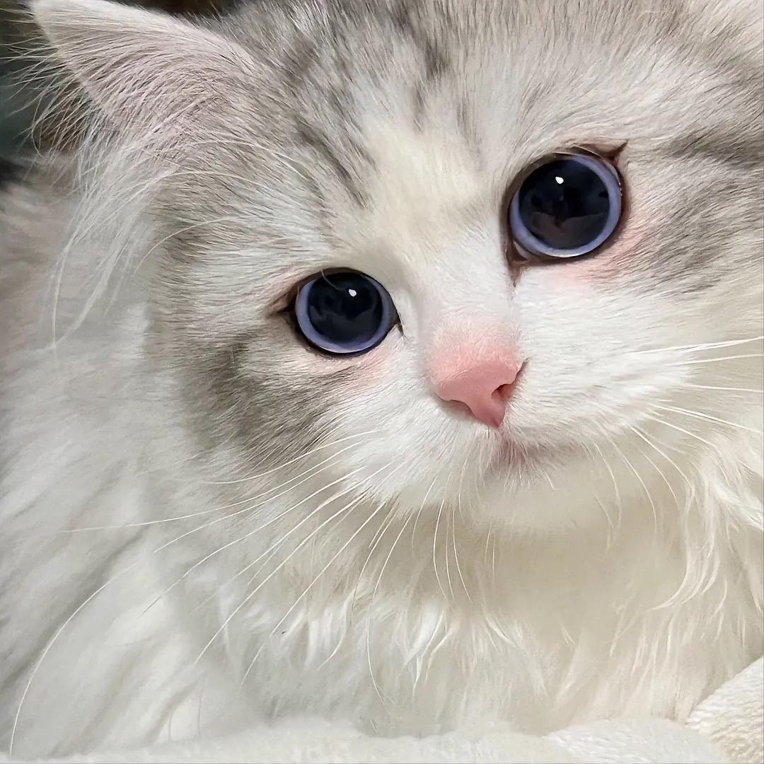 颜颜.-。/