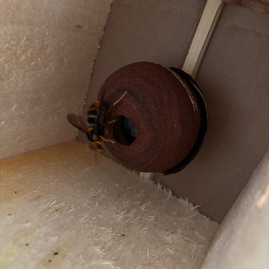 会理小周胡蜂养殖