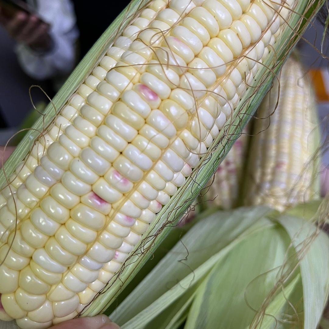 致信鲜果-(沙糖桔降价了)