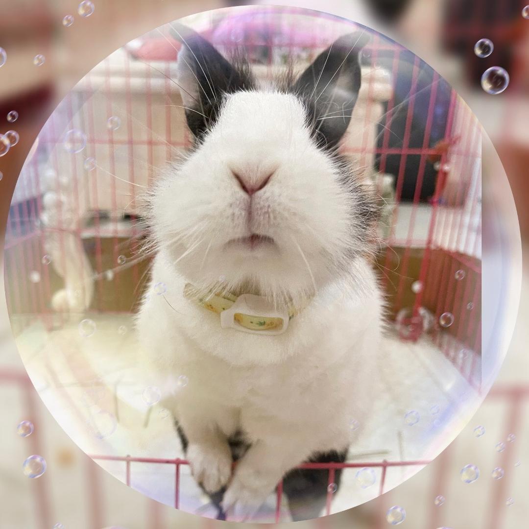 ✨北北✨ 小星星新歌《开心标签》✨