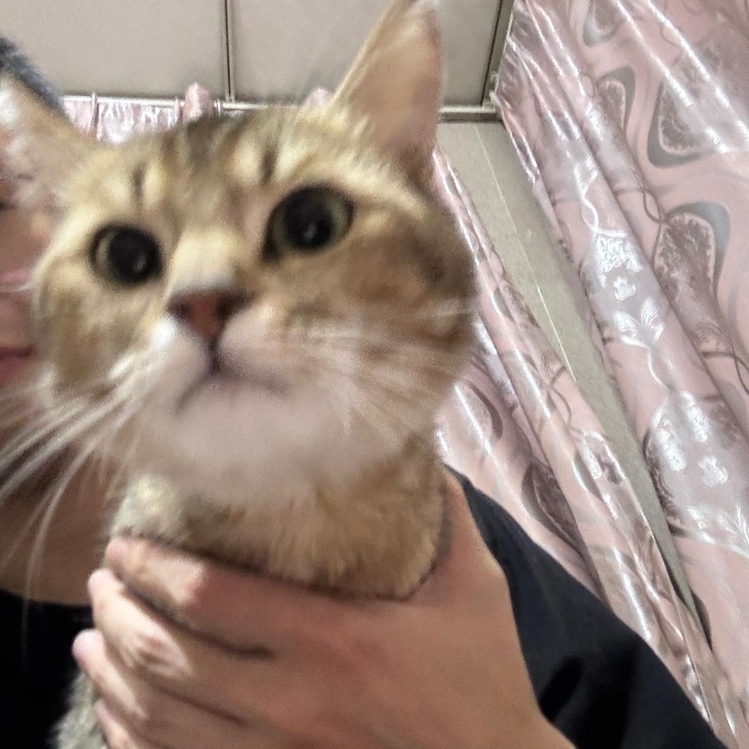 小青柠🍋‍🟩