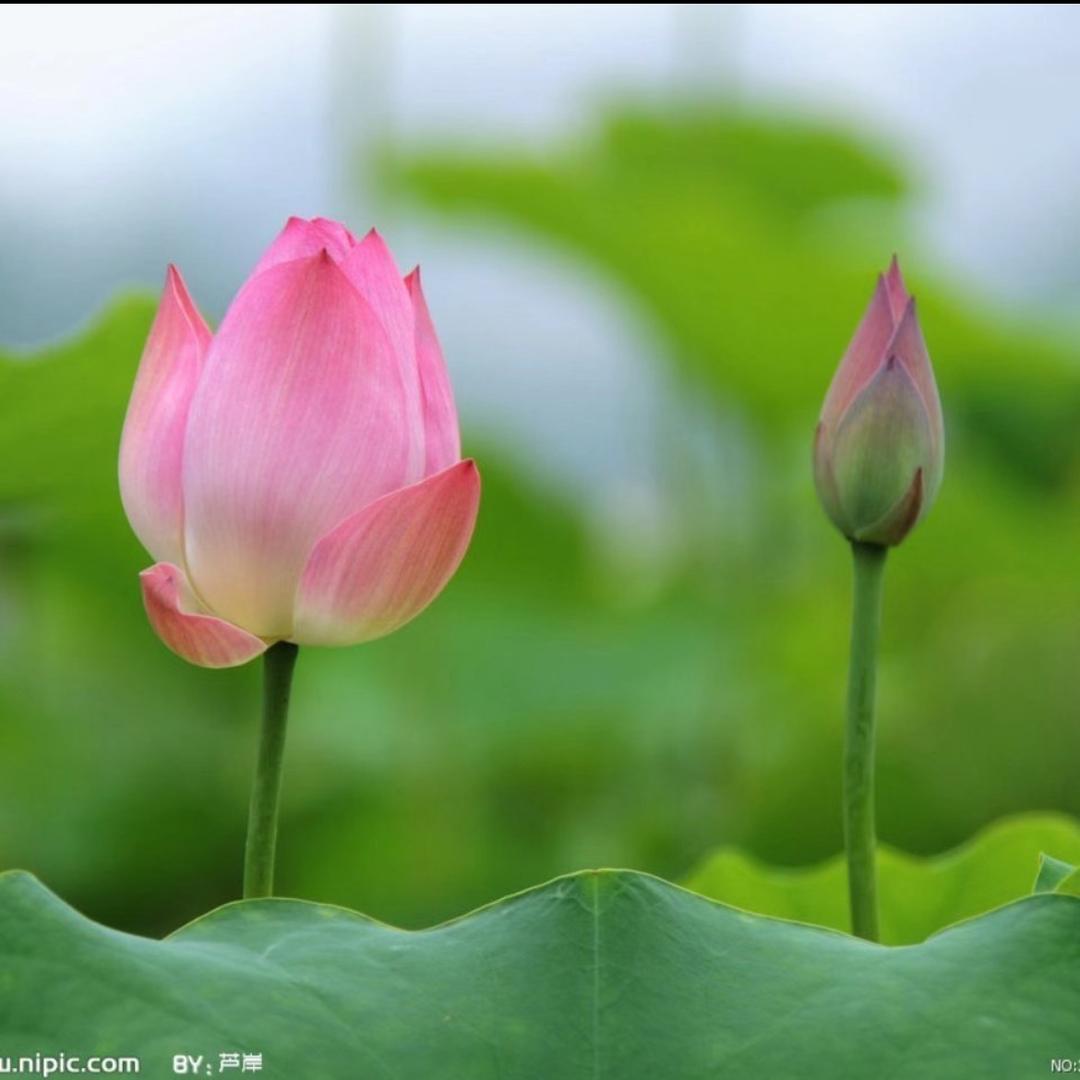 👑叶子🍃
