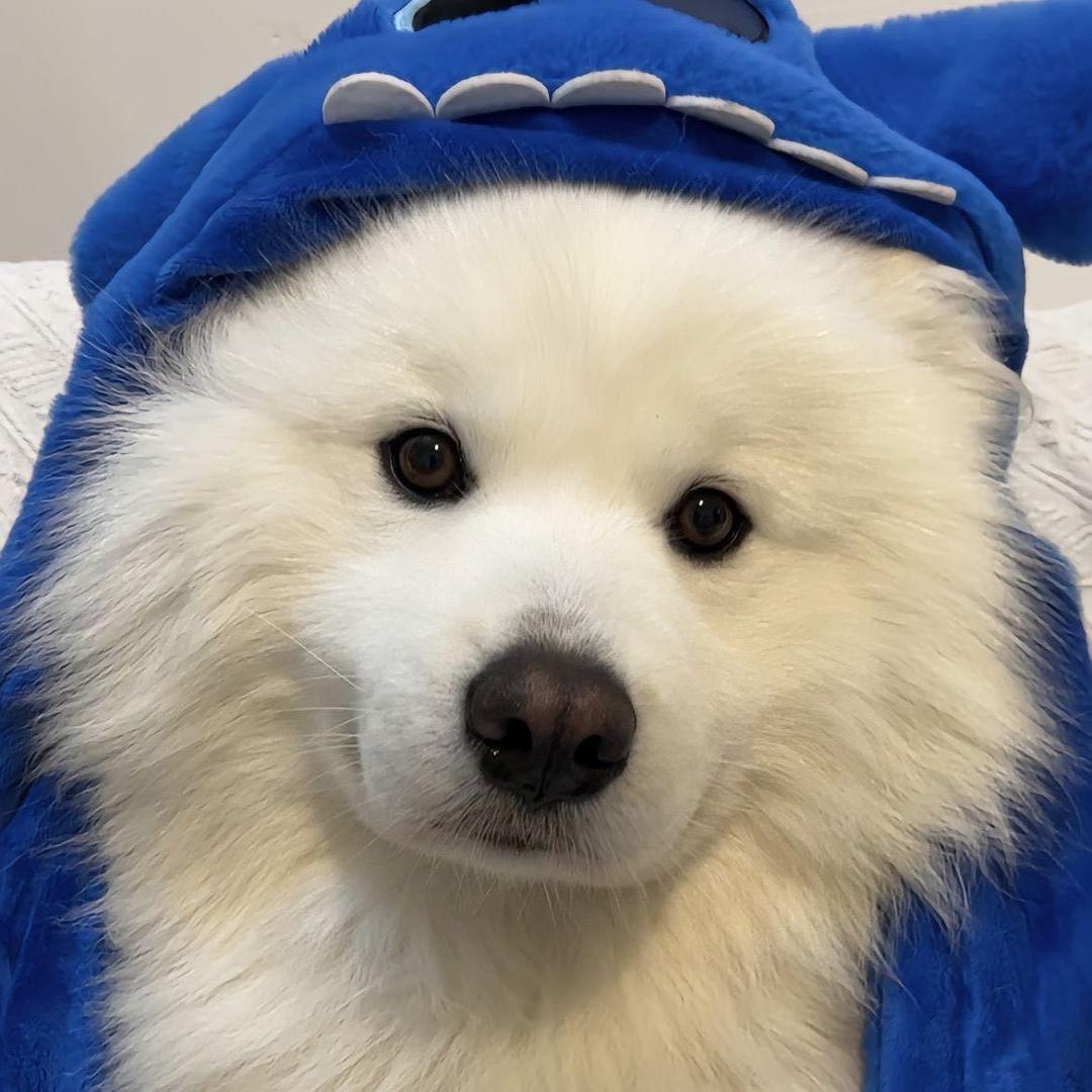 星狗