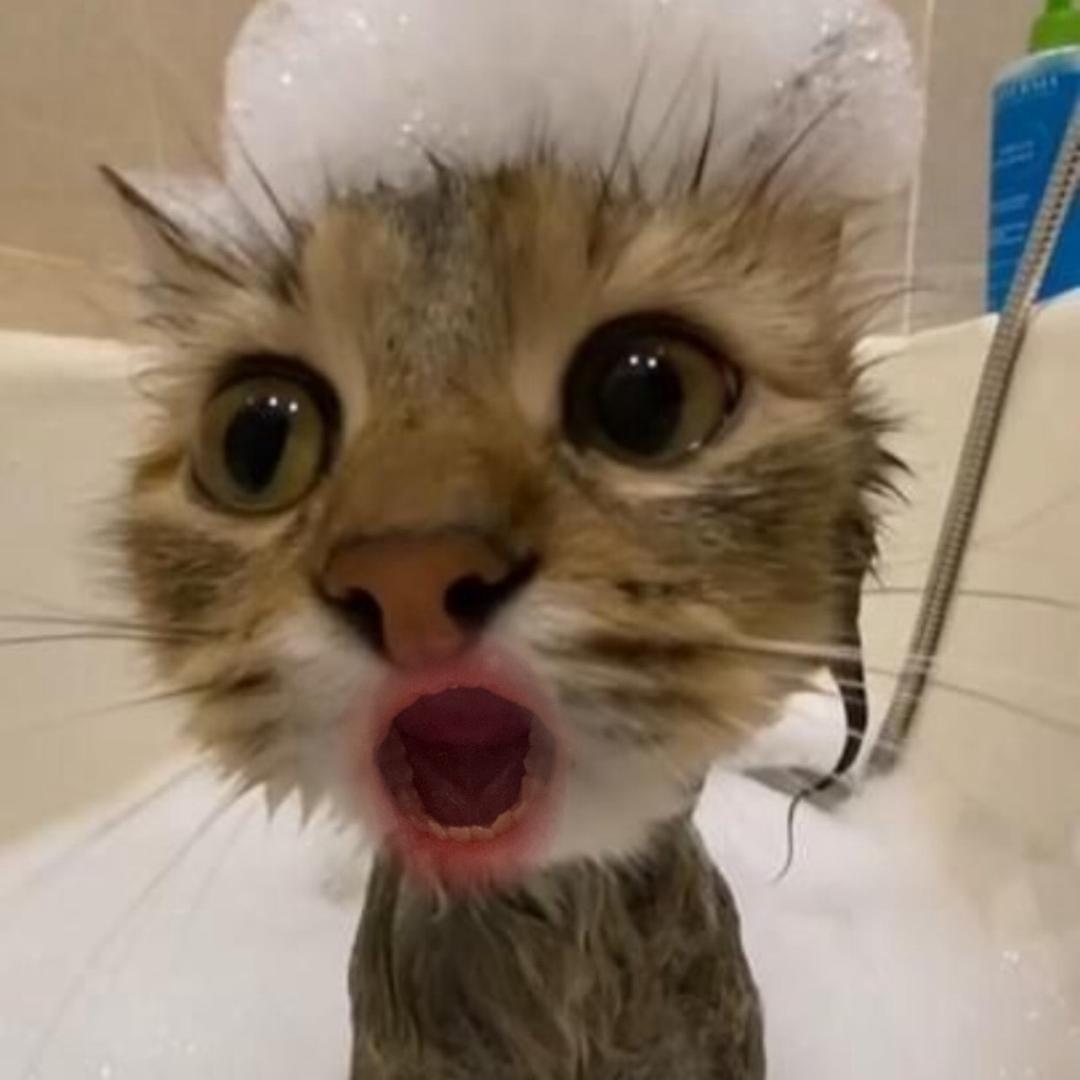 蚂蚁