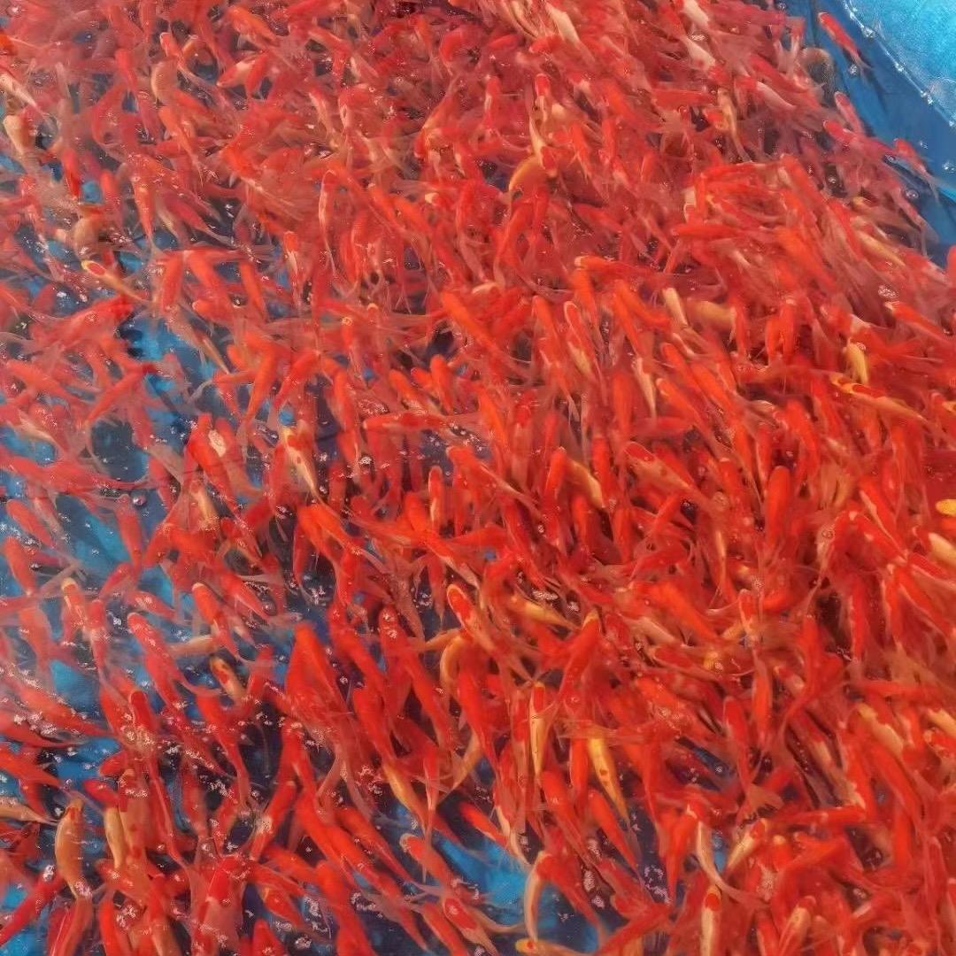 金鱼