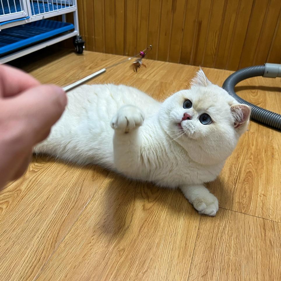 扬扬家的喵