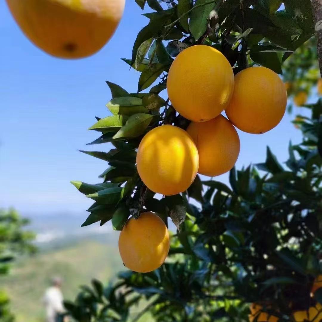 赣南半夏土特产