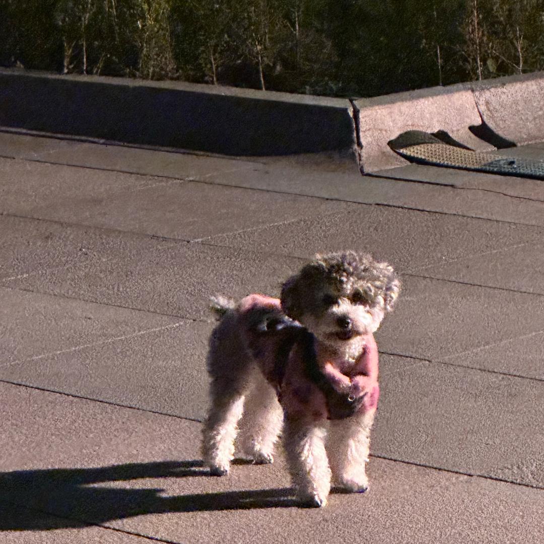 ℒℴѵℯ月色🍑