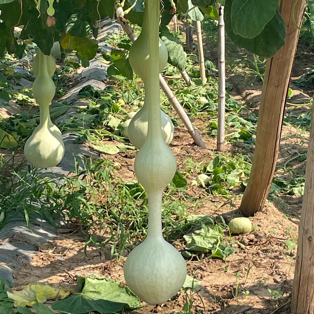 葫三家葫芦铺子