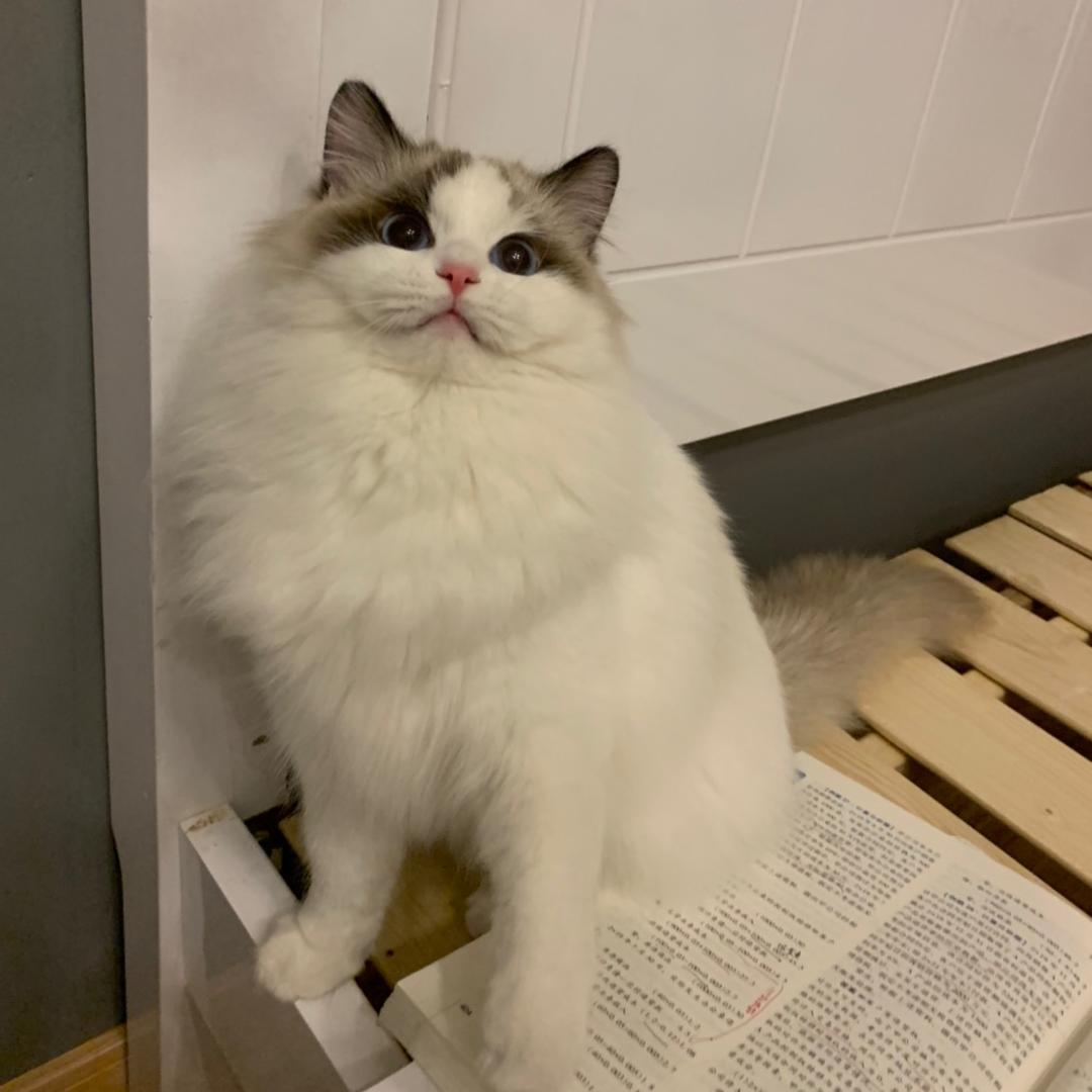 再也不刷猛男了