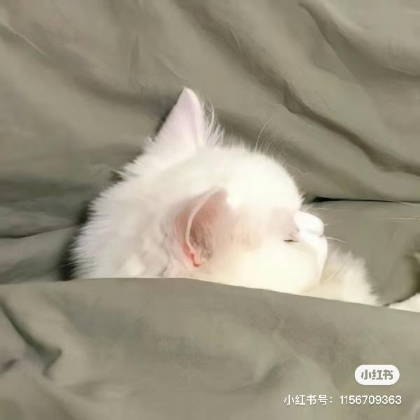 张万森.