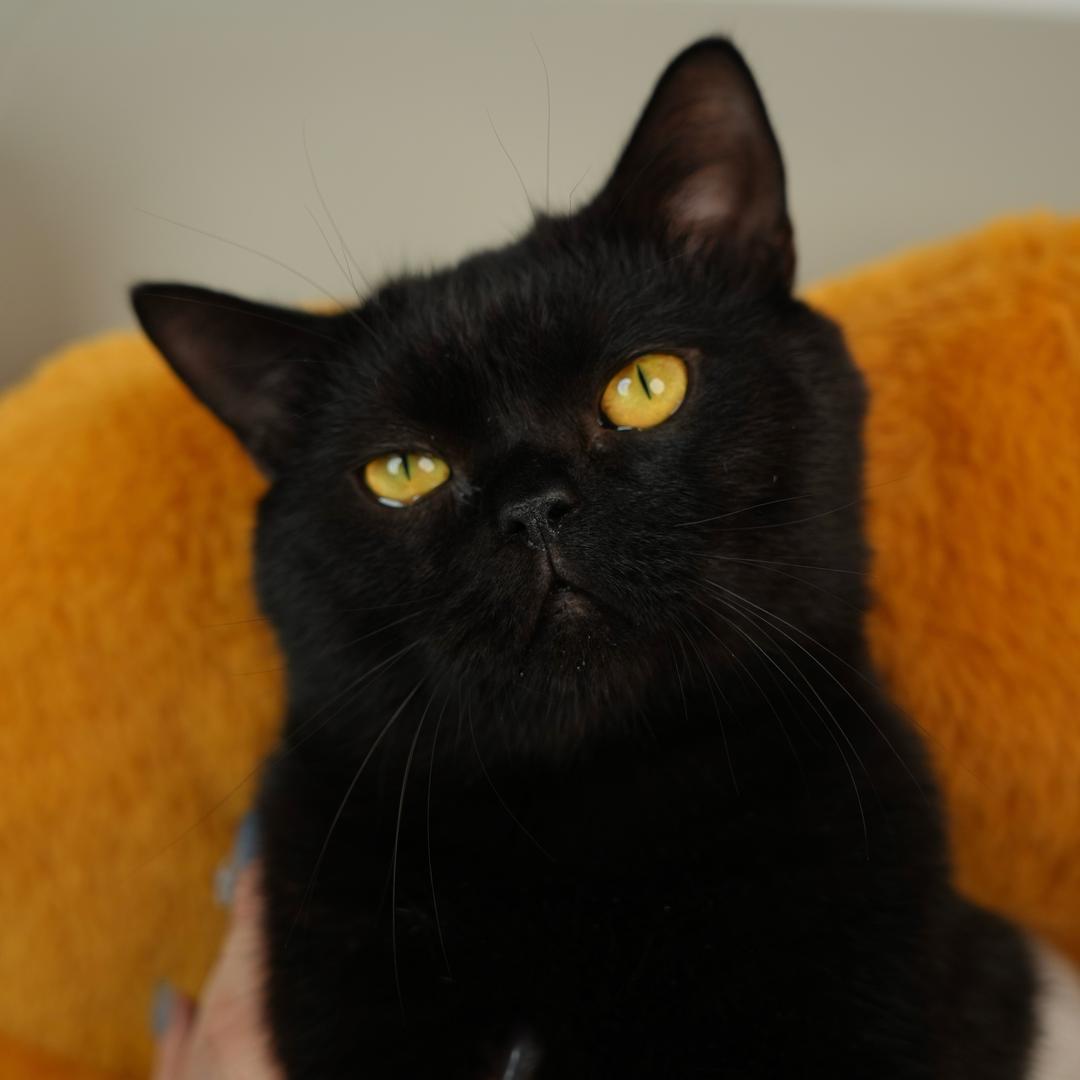 玄猫元宝