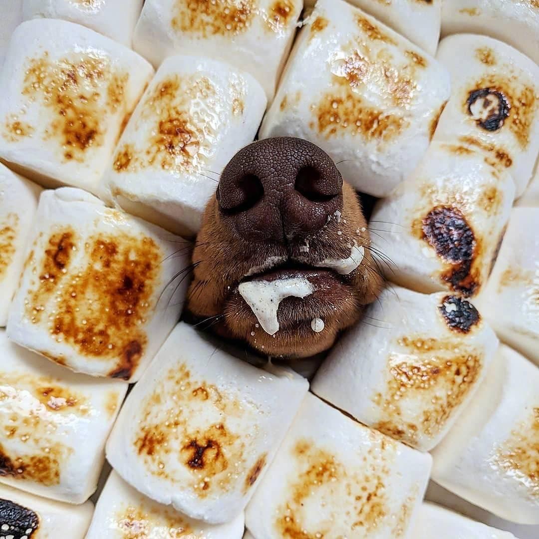 桃桃米